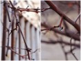 /album/galerie-photos/branche-darbre-dhiver-jpg/